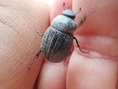 Phyllophaga cribrosa