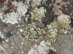 Protoparmeliopsis peltata