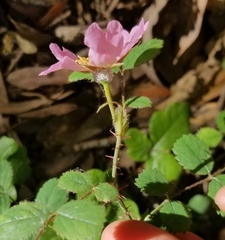 Rosa spithamea