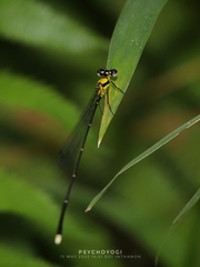 Coeliccia chromothorax