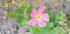 Rosa spithamea