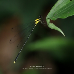 Coeliccia chromothorax