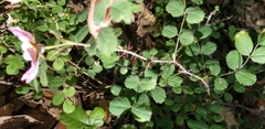 Rosa spithamea