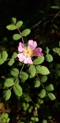 Rosa spithamea