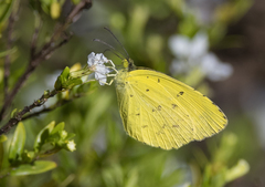 Eurema hecabe