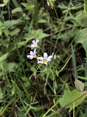 Oxalis triangularis