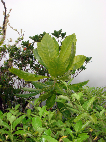 Meryta pauciflora in life