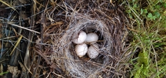 Junco