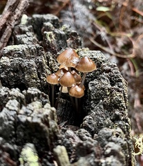 Mycena subgalericulata