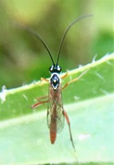 Mesostenus gracilis