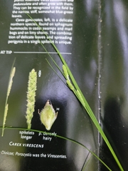 Carex virescens