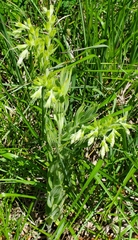 Lithospermum parviflorum