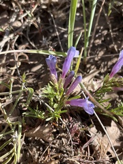 Penstemon crandallii