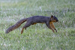 Sciurus niger