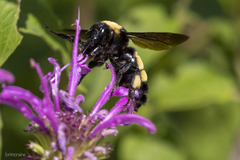 Bombus pensylvanicus