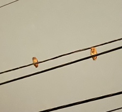 Megascops asio floridanus