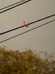 Megascops asio floridanus