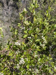 Crataegus succulenta
