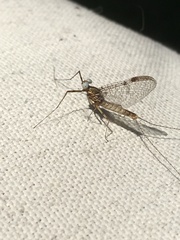Stenonema