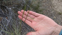 Hesperostipa comata