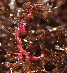 Caprella alaskana