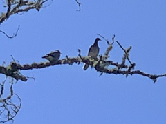Patagioenas