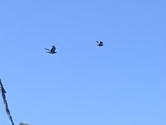 Patagioenas