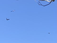 Patagioenas