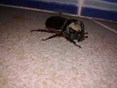 Oryctes nasicornis grypus