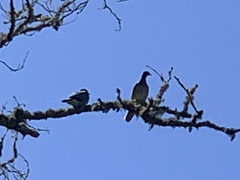Patagioenas