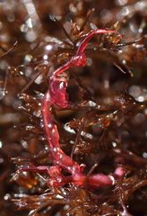 Caprella alaskana