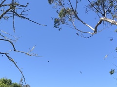 Patagioenas