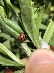 Hippodamia caseyi