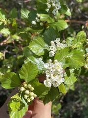 Crataegus succulenta