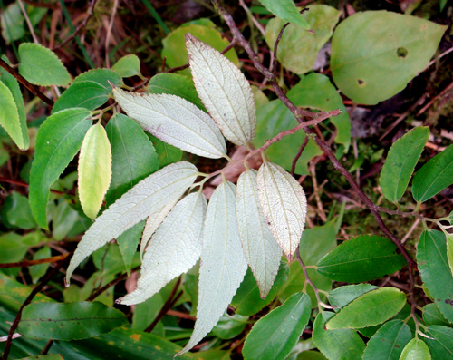 Leucosyke corymbulosa observed 2010-07-09