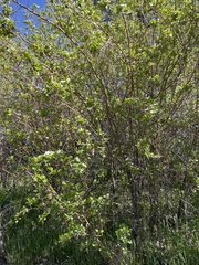 Crataegus succulenta