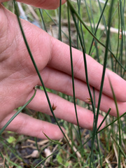 Juncus filiformis