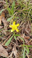 Ranunculus rhomboideus
