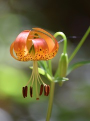 Lilium pardalinum pardalinum