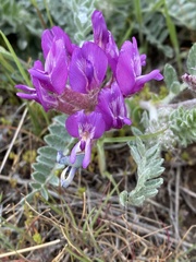 Astragalus inflexus
