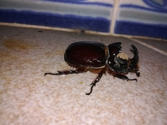 Oryctes nasicornis grypus