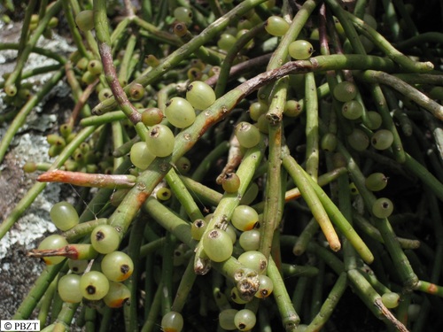 Mistletoe Cactus