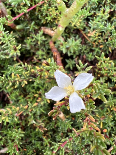 Frankenia pauciflora (Frankenia pauciflora)