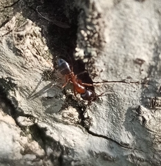Camponotus fallax