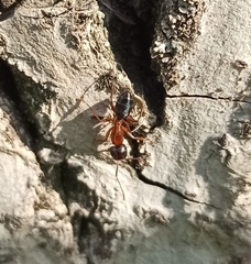 Camponotus fallax