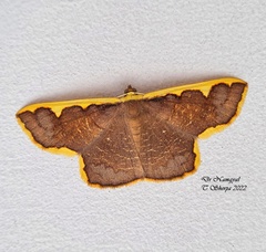 Plutodes warreni