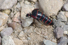 Megetra