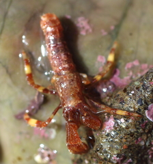 Discorsopagurus schmitti