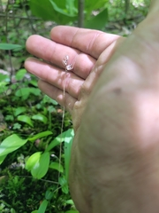 Platanthera clavellata