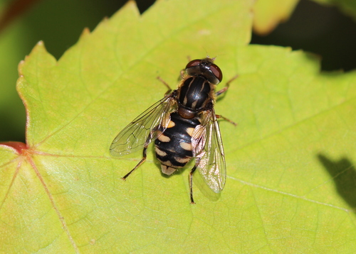 Dusky Bog Fly photo 5